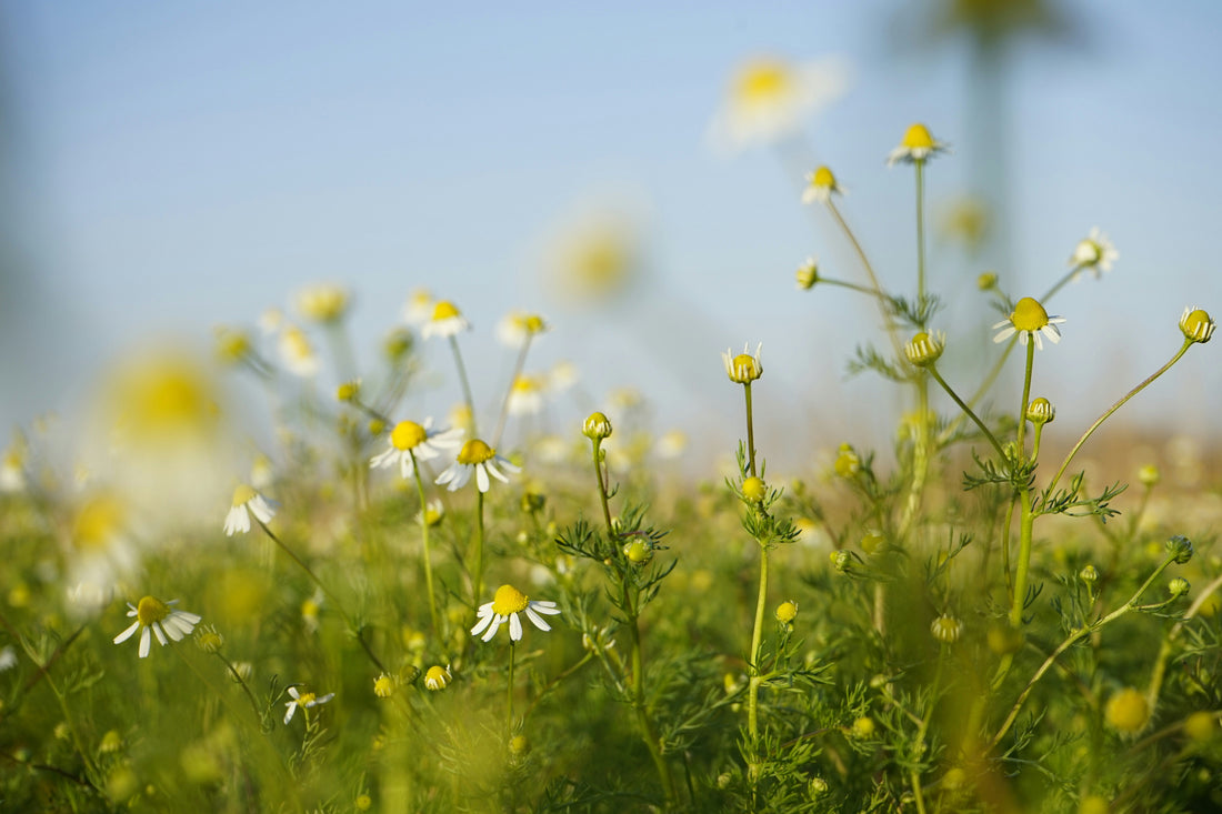 Chamomile flowers in a field.
