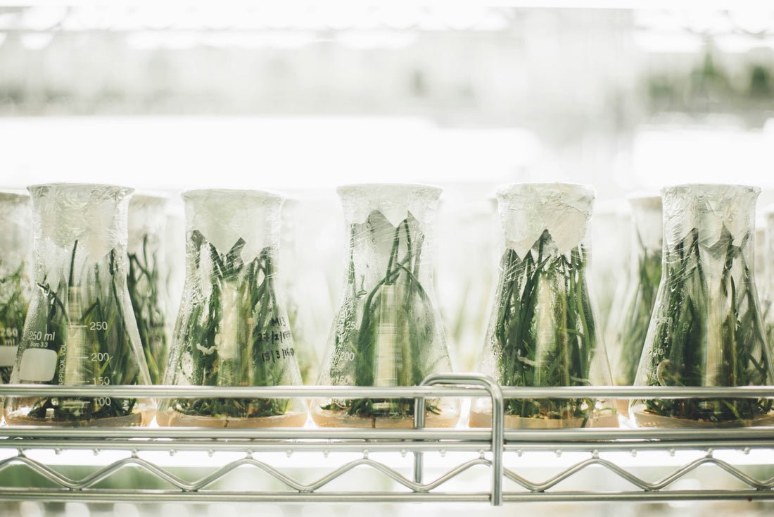 botanicals in lab grade beakers
