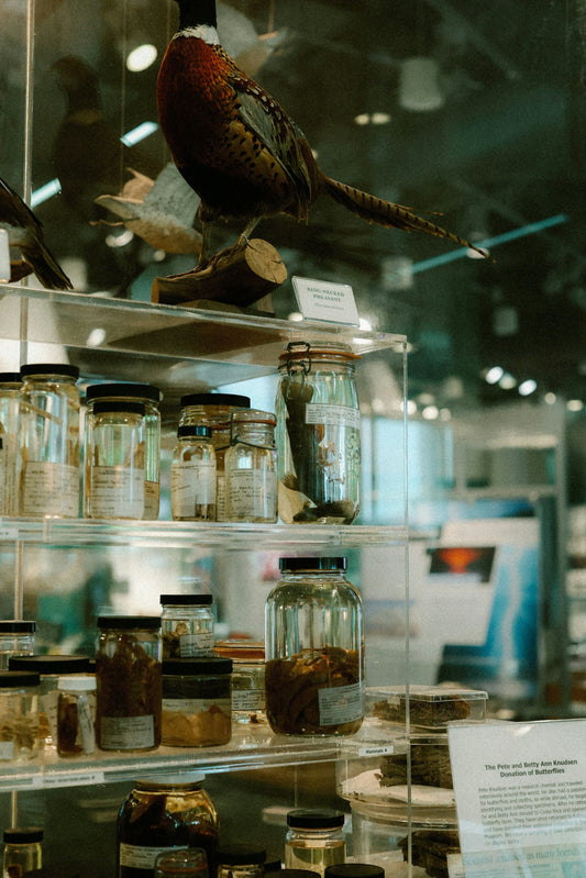 Botanical laboratory with beakers and containers